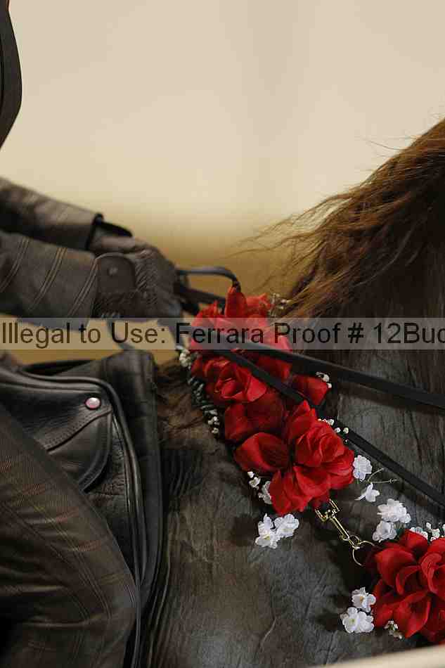 Proof 12buck_3885