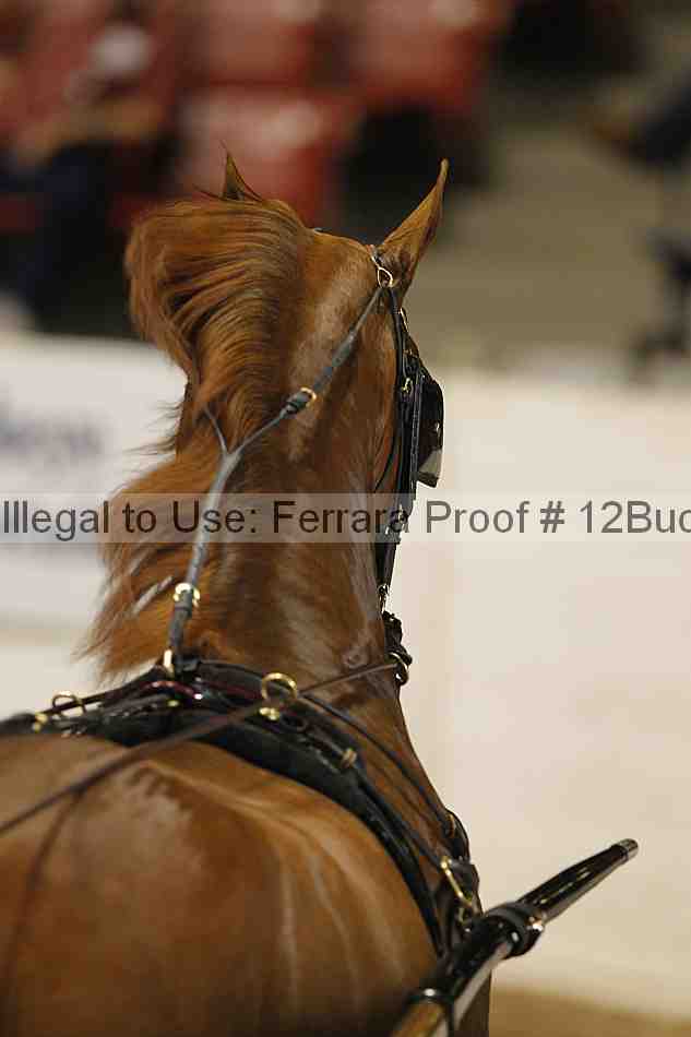 Proof 12buck_4031