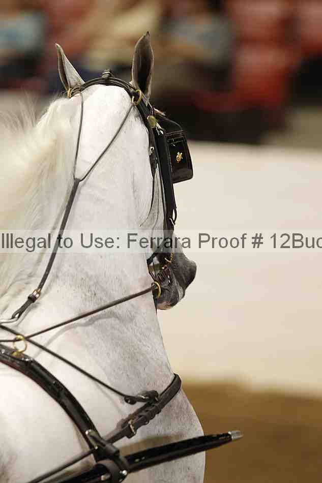 Proof 12buck_4044