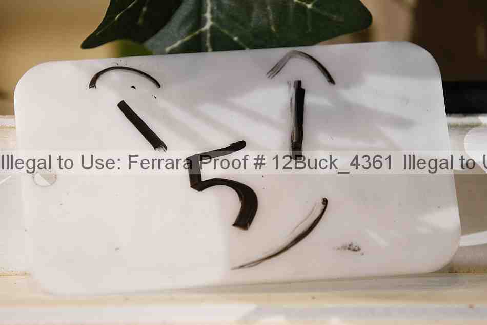 Proof 12buck_4361