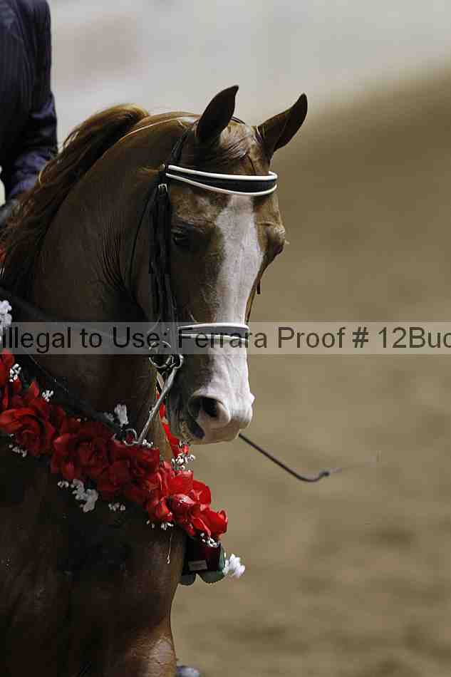 Proof 12buck_4630