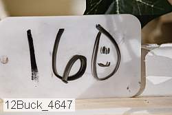 12buck_4647 proof