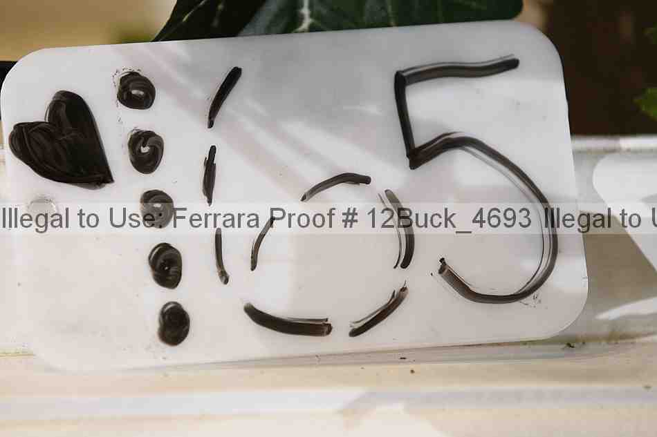 Proof 12buck_4693