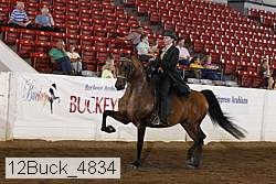 12buck_4834 proof
