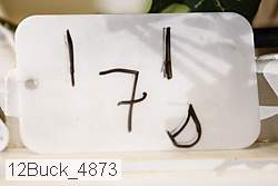 12buck_4873 proof