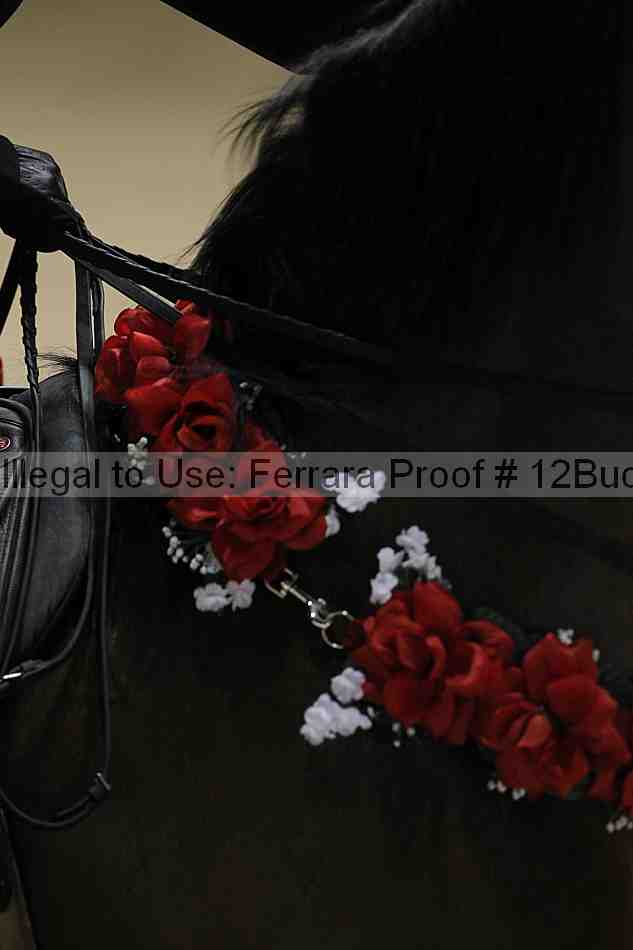 Proof 12buck_5431
