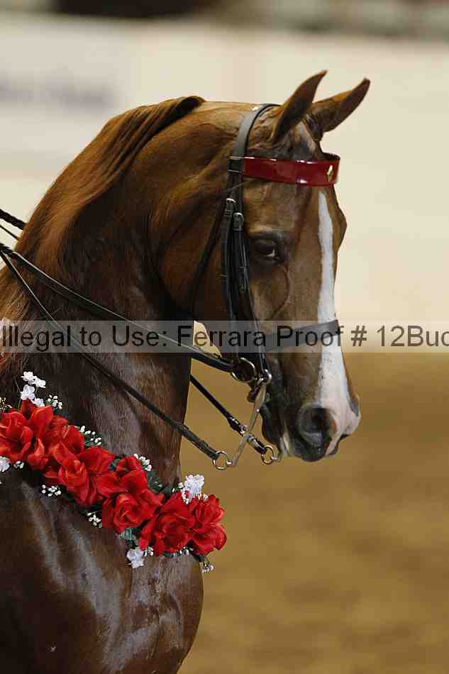 Proof 12buck_5493