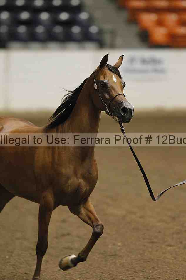 Proof 12buck_5773