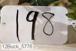 12buck_5776 proof