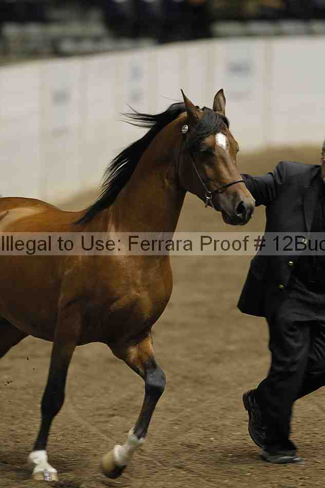 Proof 12buck_5778