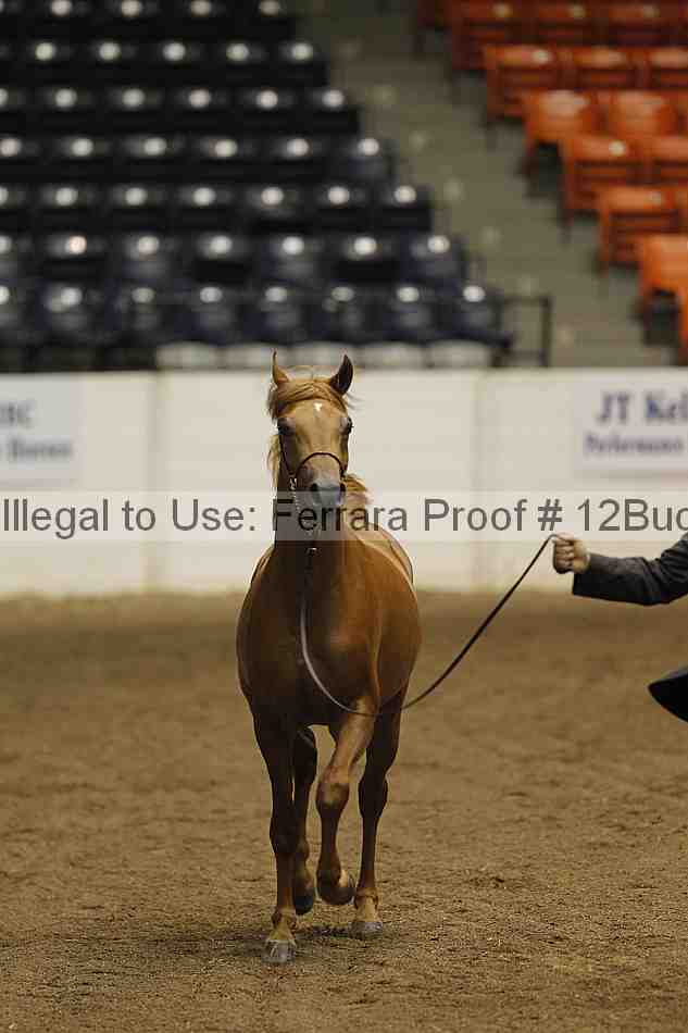 Proof 12buck_5779