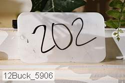 12buck_5906 proof