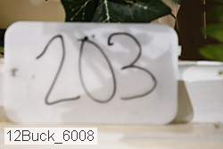 12buck_6008 proof