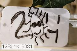 12buck_6081 proof