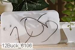 12buck_6106 proof