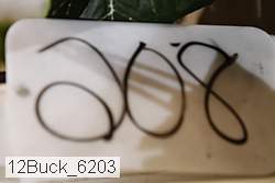 12buck_6203 proof