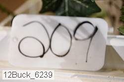 12buck_6239 proof
