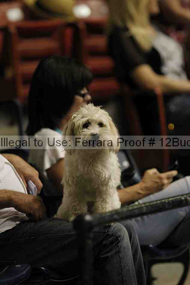 Proof 12buck_0835