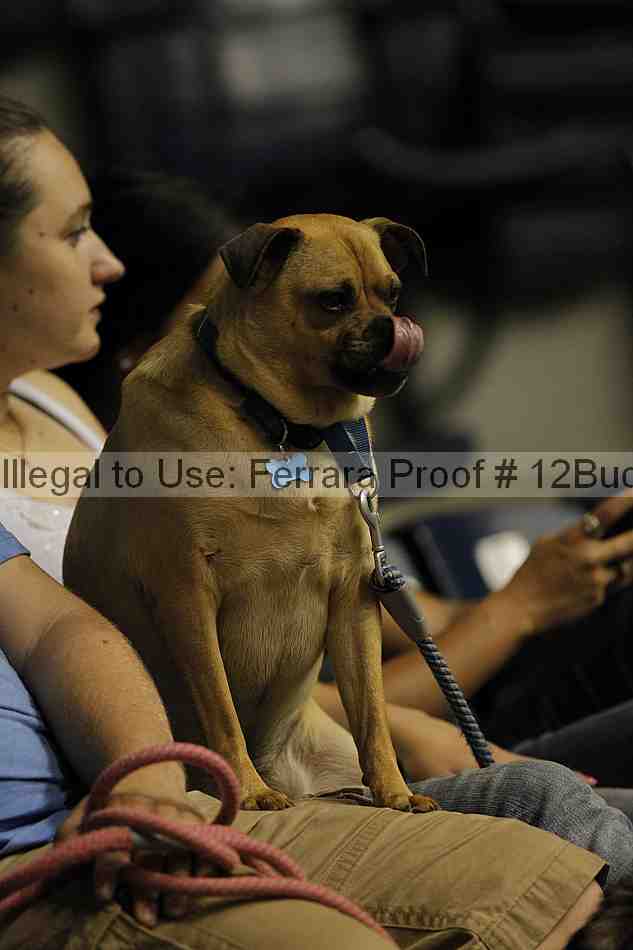 Proof 12buck_4427