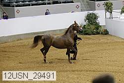 12usn_29491 proof