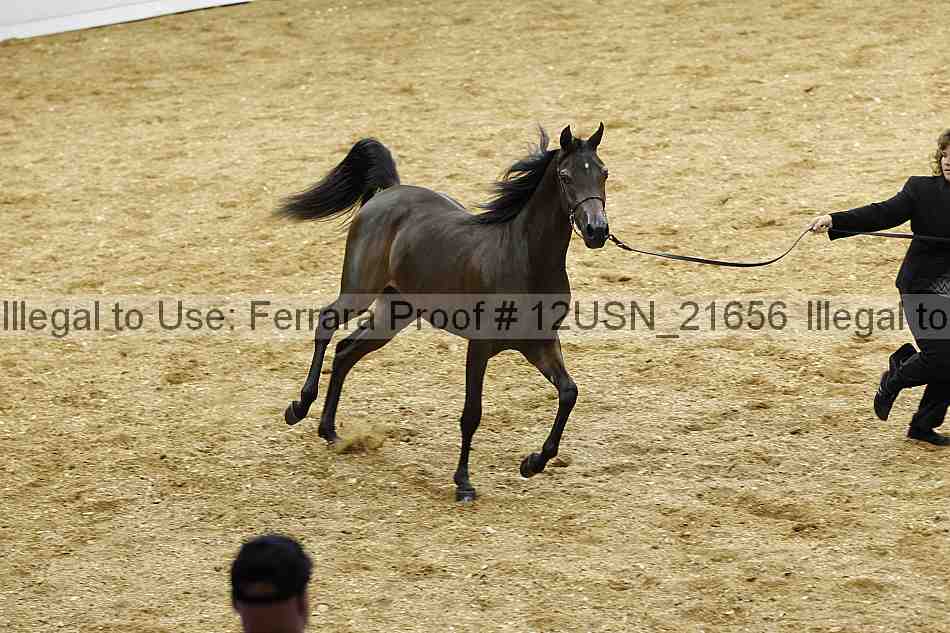 Proof 12usn_21656