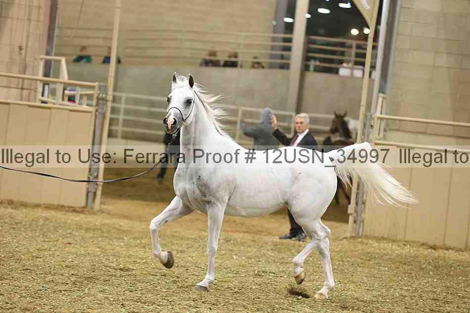 Proof 12usn_34997