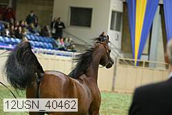12usn_40462 proof