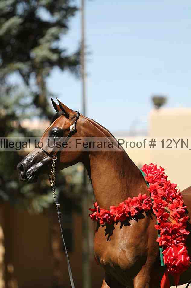 Proof 12yn_21142