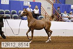 12r12_8514 proof
