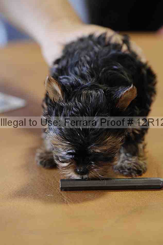 Proof 12r12_5503