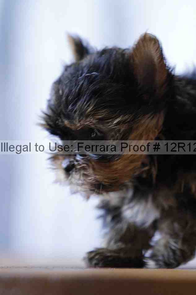 Proof 12r12_5505
