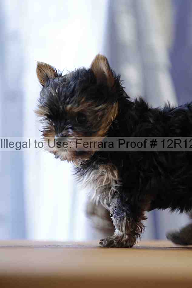 Proof 12r12_5506