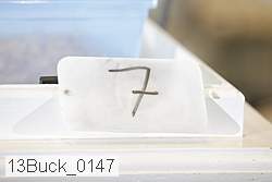 13buck_0147 proof