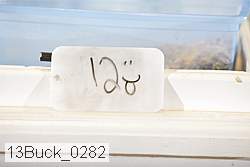 13buck_0282 proof