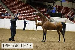 13buck_0617 proof