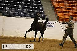 13buck_0688 proof