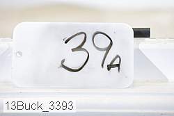 13buck_3393 proof