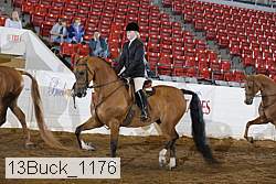 13buck_1176 proof