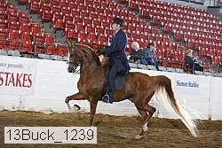 13buck_1239 proof