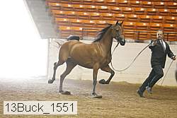 13buck_1551 proof