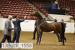 13buck_1558 proof