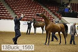 13buck_1560 proof