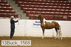 13buck_1568 proof