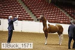 13buck_1571 proof