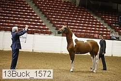 13buck_1572 proof