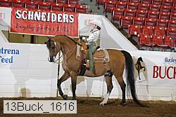 13buck_1616 proof