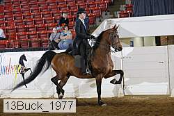 13buck_1977 proof