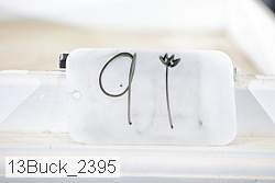 13buck_2395 proof