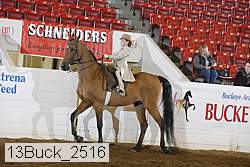 13buck_2516 proof