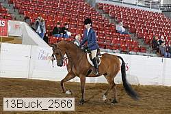 13buck_2566 proof